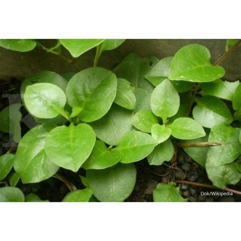 Jual Daun Binahong Segar 1kg Obat Herbal Shopee Indonesia