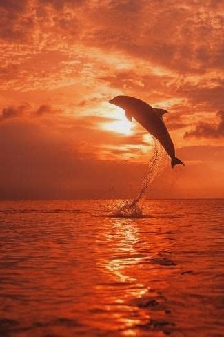 Dolphin Sunset Wallpaper | ทิวทัศน์, ธรรมชาติ, วอลล์เปเปอร์แมว