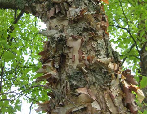 River Birch Bark Photo