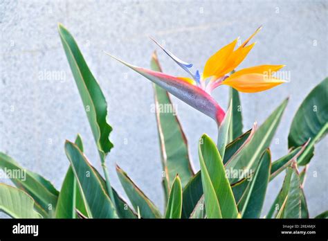 Strelitzia Reginae Crane Flower Bird Of Paradise Flower In The Garden