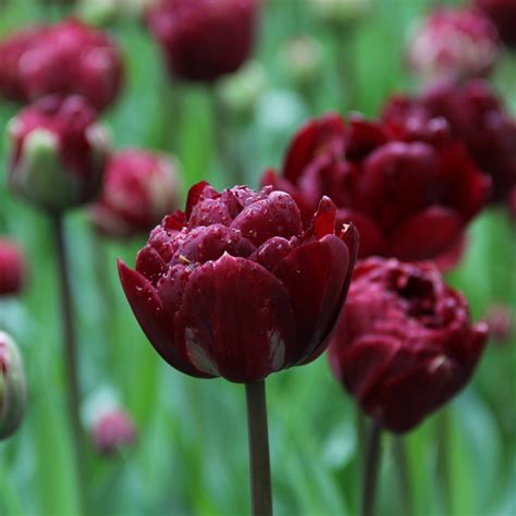 Тюльпан Анкл Том Фото — Фото Картинки