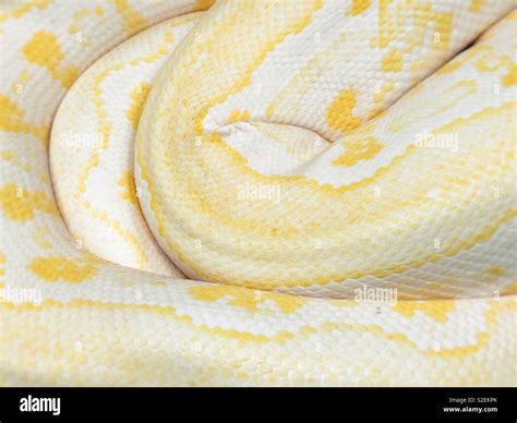 Yellow boa constrictor hi-res stock photography and images - Alamy