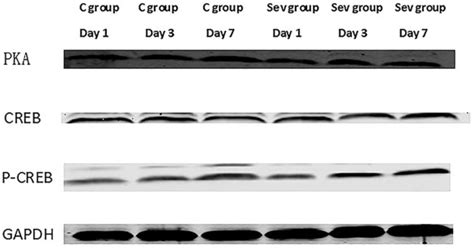 Western Blot Results Of The Two Groups Download Scientific Diagram