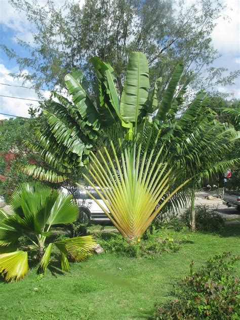 Traveller S Palm Plant Care Growing Basics Water Light Soil