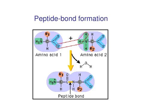 Ppt Protein Structure Powerpoint Presentation Free Download Id 6076024