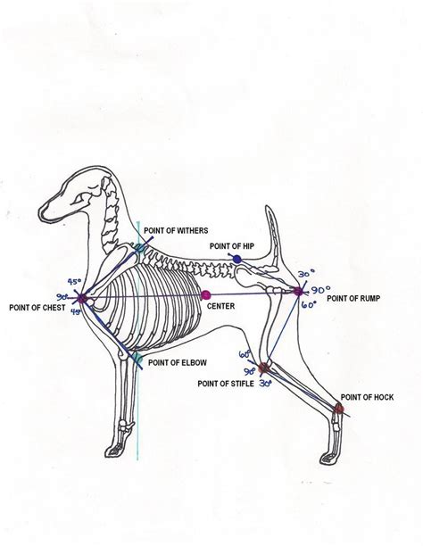 Breed charts – Artofit