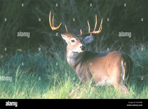 Whitetail Buck Deer In South Texas Choke Canyon State Park Near Three