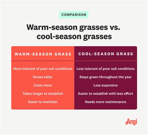 Cool Grass Vs Warm Grass Pros And Cons