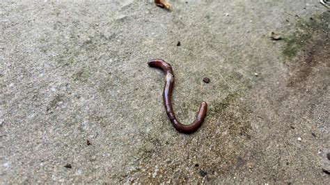 Why Are There So Many Dead Worms on the Sidewalk? | Top 4 Reasons - Eco ...