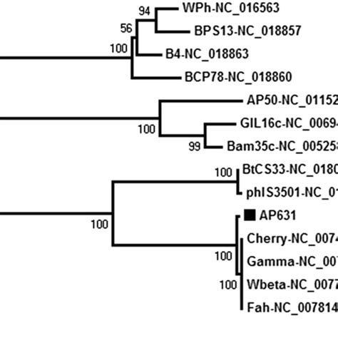 Comparative Phylogenetic Analysis Comparative Phylogenetic Analysis Of