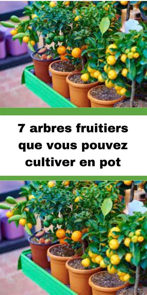 Arbres Fruitiers Que Vous Pouvez Cultiver En Pot Artofit