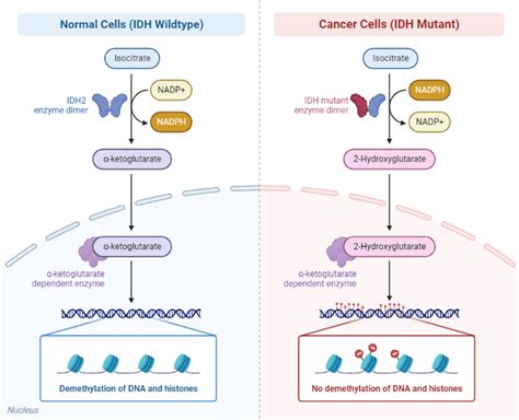 Idh Mutant In Cancer Cells Biorender Science Templates