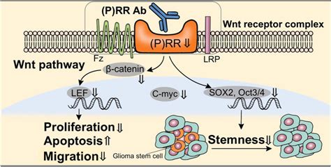 Sox2 Cell Signaling Technology Inc Bioz