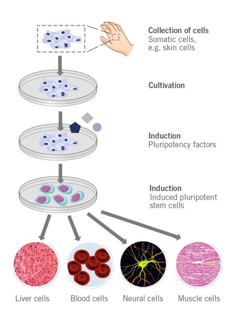 The Beginnings Of Stem Cell Therapy In