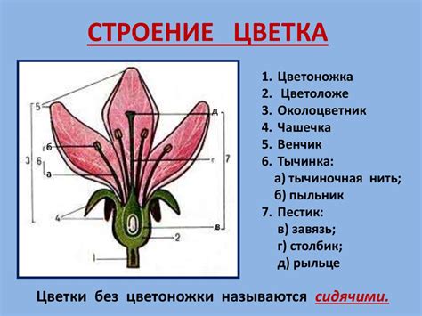 Цветок. Строение цветка - презентация онлайн