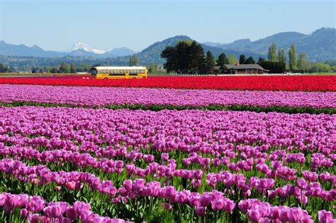 Blooming Beauty Your Guide To The Skagit Valley Tulip Festival 2025