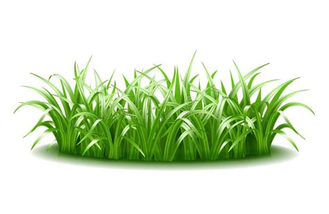 Tuft of grass stock vector. Illustration of growth, field - 43783985