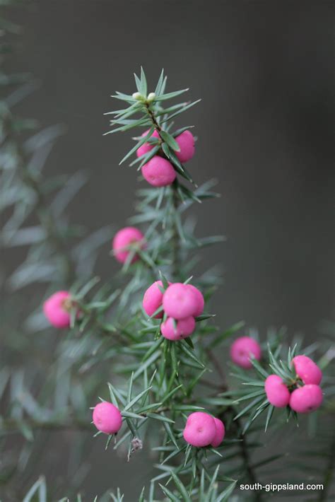 Coastal Plants | South Gippsland - Victoria - Australia