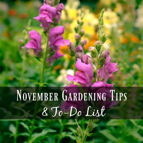 November Gardening Tips for Southern California - Seeds & Sustenance