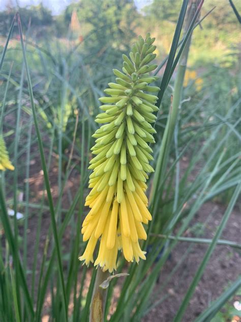 Kniphofia Goldfinch Andy Gladman