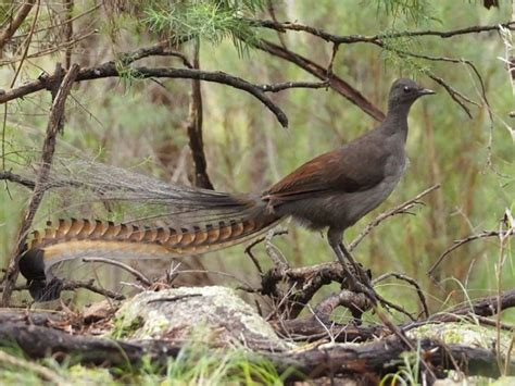 Lyrebird – Mimicking Sounds For Years, and Now, You! – Front Street Journal