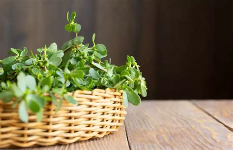 Purslane Benefits And Side Effects: A Comprehensive Guide