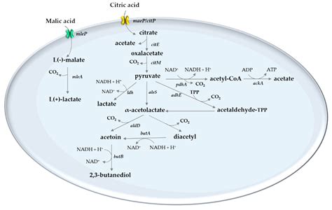 Lactic Acid And Krebs Cycle 