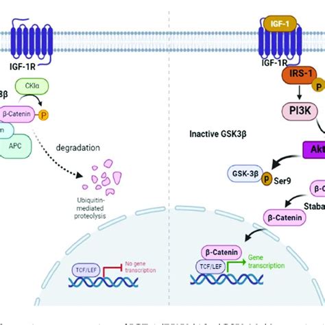 Schematic Representation Of Igf Pi K Akt Gsk Catenin Signaling