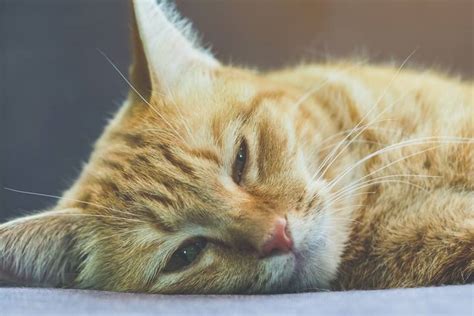 6 Common Cat Cold Symptoms and Their Treatments - Anne Thimble