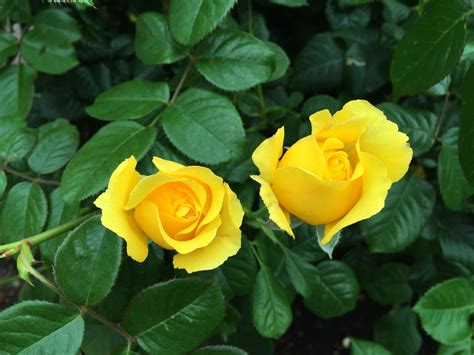 图片素材 : 厂, 花瓣, 衬套, 植物学, 盛开, 黄色, 植物群, 玫瑰丛, floribunda, 黄玫瑰, 开花植物, 花园玫瑰 ...
