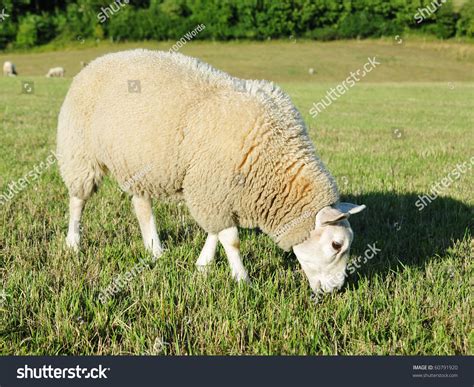 White Woolly Sheep Grazing In A Green Field Stock Photo 60791920