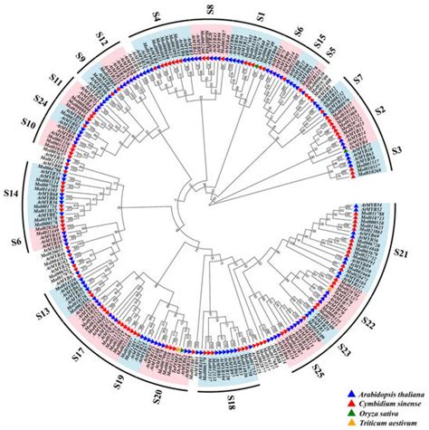 IJMS | Free Full-Text | Genome-Wide Identification Analysis of the R2R3 ... 