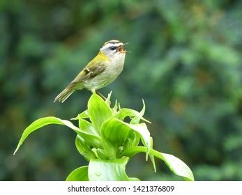 Common Firecrest Male Regulus Ignicapilla Known Stock Photo 1421376809 ...