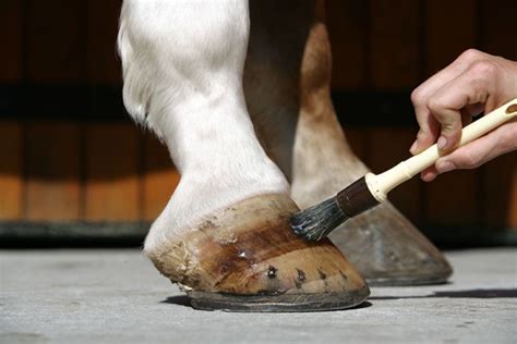 Entretien Des Sabots Du Cheval Monchval Mag