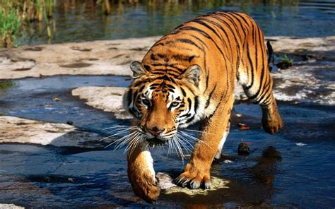 National Geographic Tiger Wallpapers - Wallpaper Cave