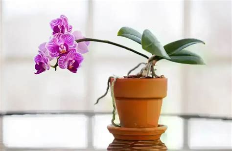 Como cuidar de Orquídea Dicas para Decorar o Seu Ambiente