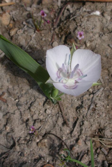 Naked Mariposa Photos Page