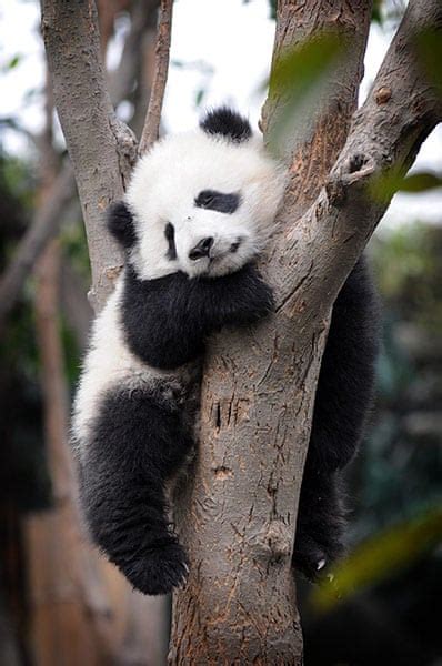 Baby Pandas Playing