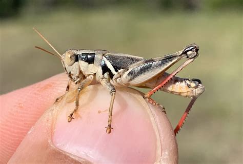 Seven New Grasshoppers With Jovonn Hill — New Species Podcast