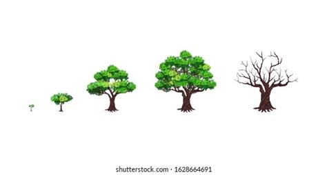 29,299 Oak Tree Growing Images, Stock Photos & Vectors | Shutterstock