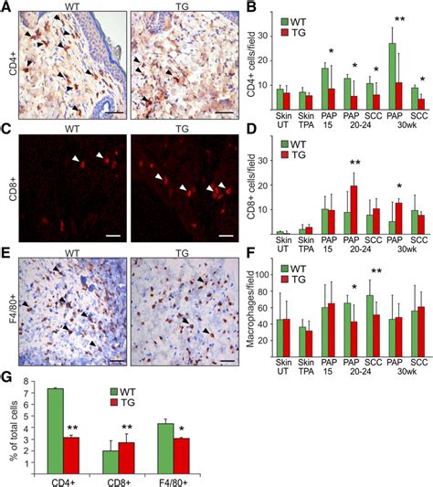 The TG Overexpression Of VEGF D Affects Inflammatory Cell Accumulation