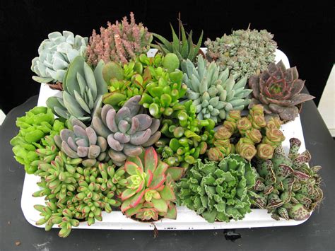 Cómo Cuidar Las Plantas Suculentas Plantas Ornamentales Jardinería