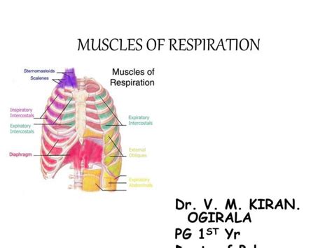 Muscles Of Respiration Dr Madhukiran Mdpulmonology Ppt