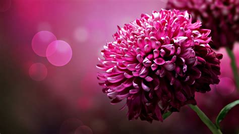 Обои Фиолетовые цветы, лепестки хризантемы крупным планом 1920x1080 ...