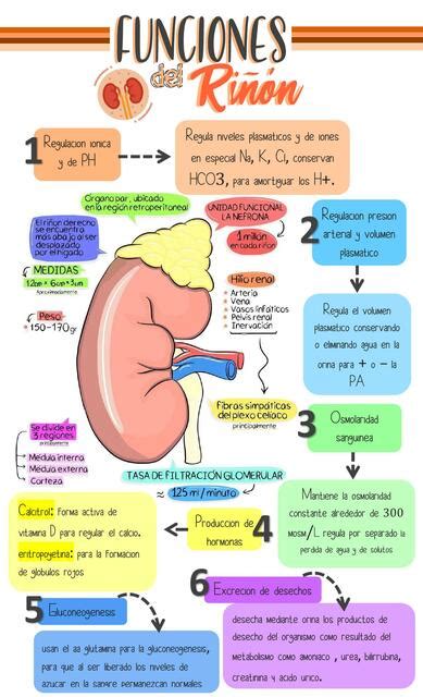 Partes Del Riñon Y Sus Funciones