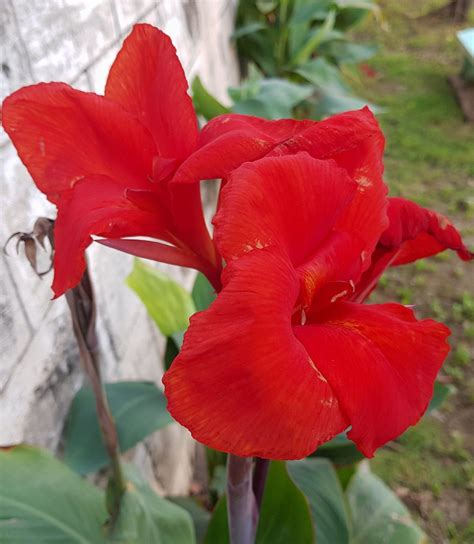 Vibrant red Canna lily flower. A hybrid perennial flowering plant that grows easily in most ...