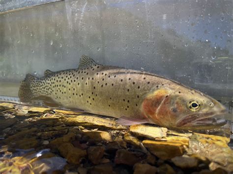 Bonneville Cutthroat Trout Western Native Trout Initiative