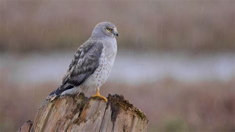 Northern Harrier | Audubon Field Guide