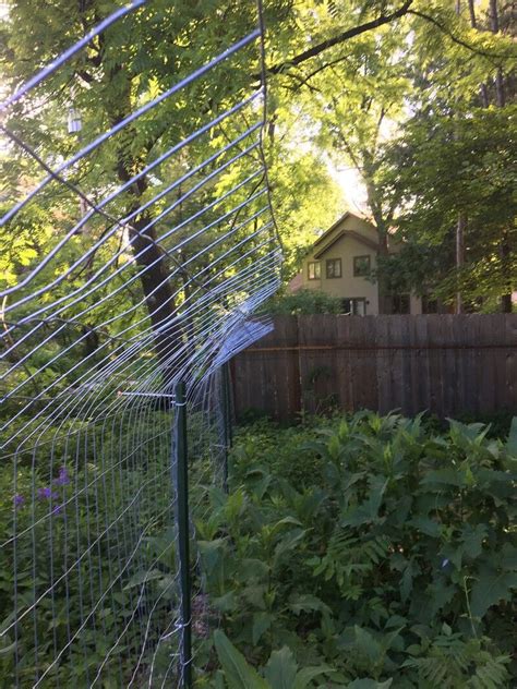 DIY Cat Fence for Safe Outdoor Exploration