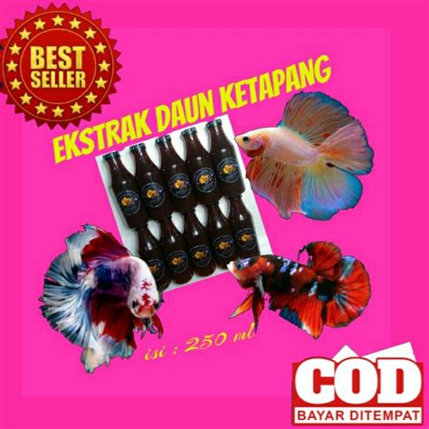 Jual Ekstrak Daun Ketapang Perawatan Ikan Cupang Guppy Ml